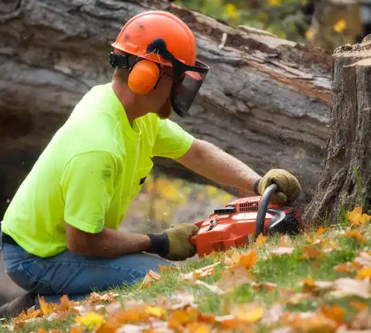 tree services Bloomingdale